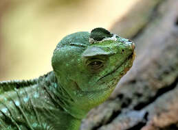 Image of Green Basilisk