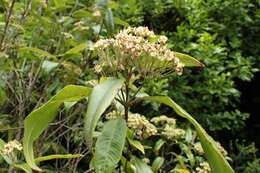 Image of Lemon Myrtle