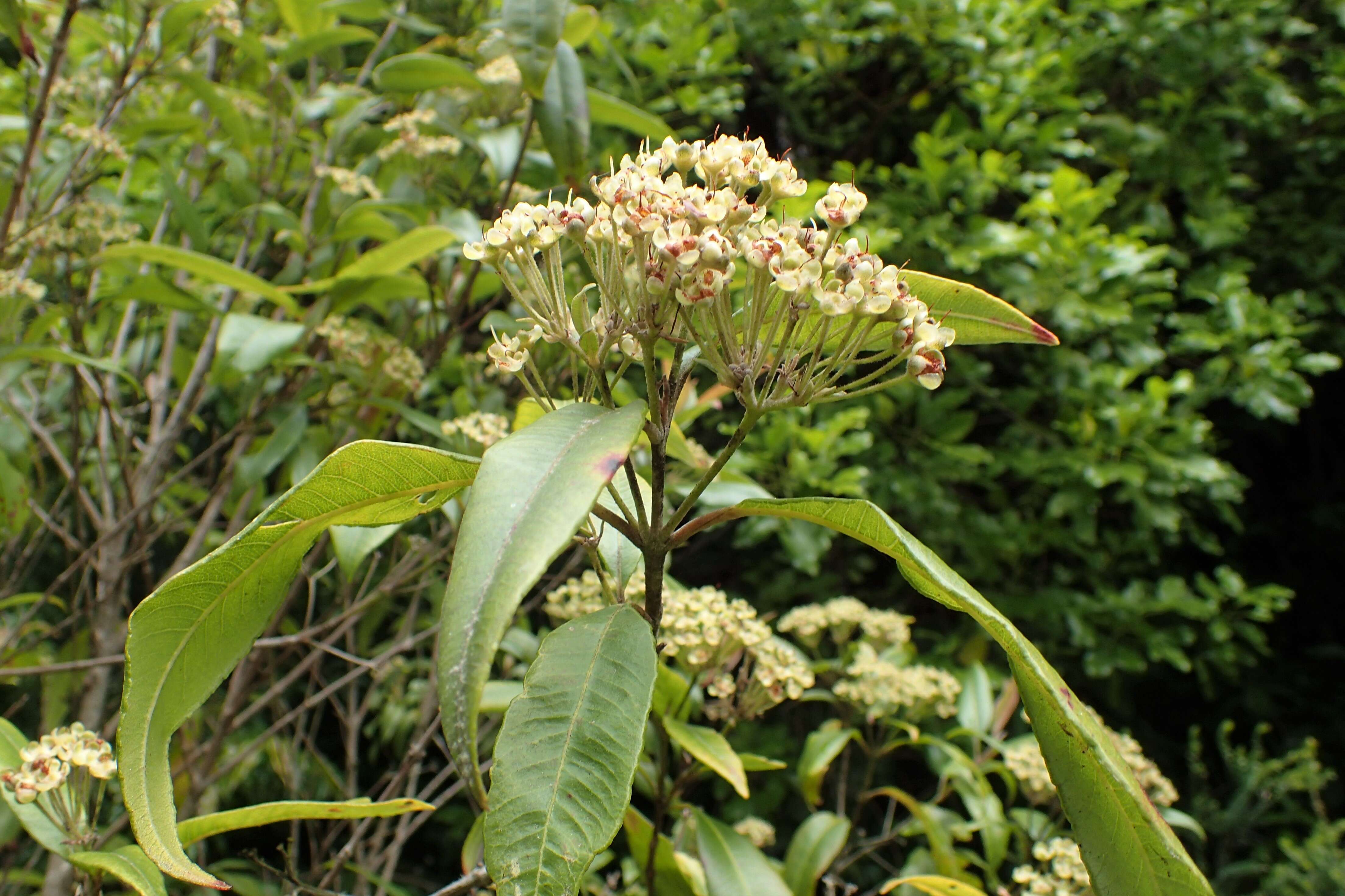 Image of Lemon Myrtle