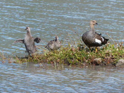 Image of magellan goose, upland goose