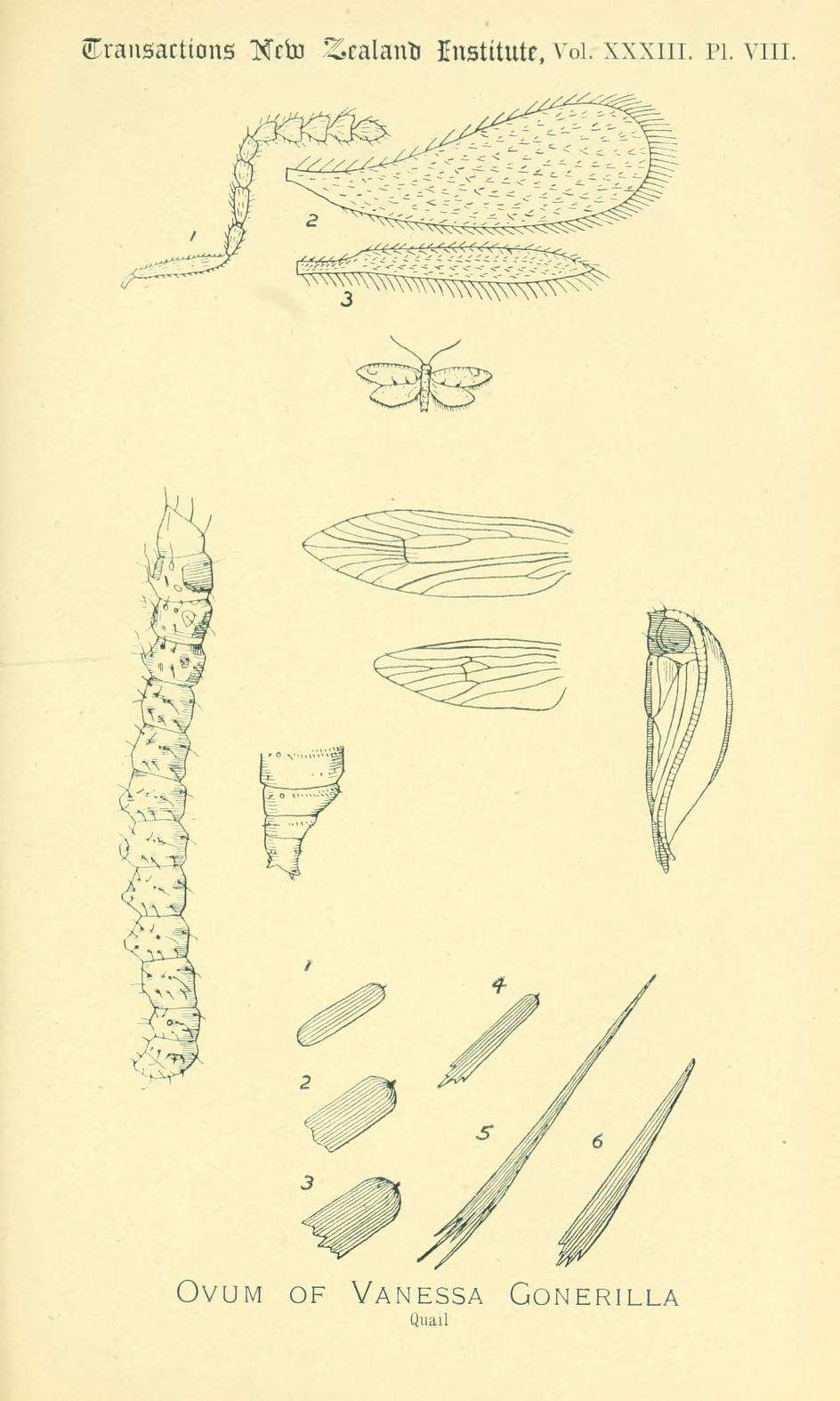 Image of Lysiphragma howesii Quail 1901