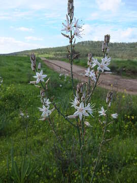 Image of Asphodelus aestivus Brot.