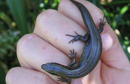 Image of Te Kakahu skink