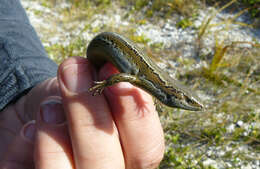 Image of Te Kakahu skink