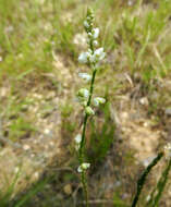 Image of Milkwort