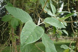 Image of Buddleja cordata Kunth