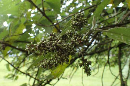 Image of Buddleja cordata Kunth