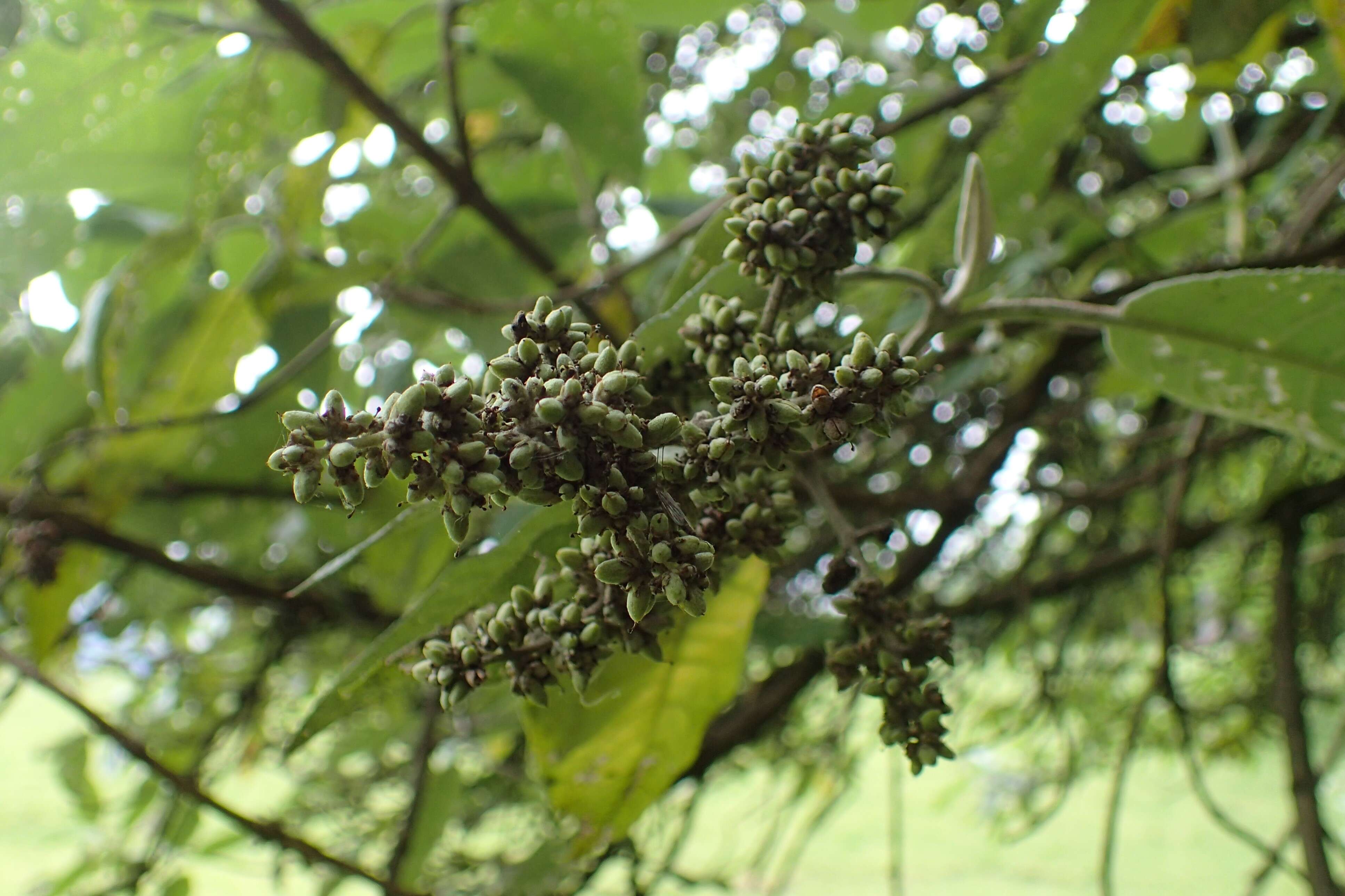 Image of Buddleja cordata Kunth