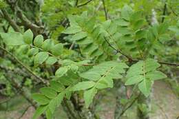 Imagem de Zanthoxylum piperitum (L.) DC.