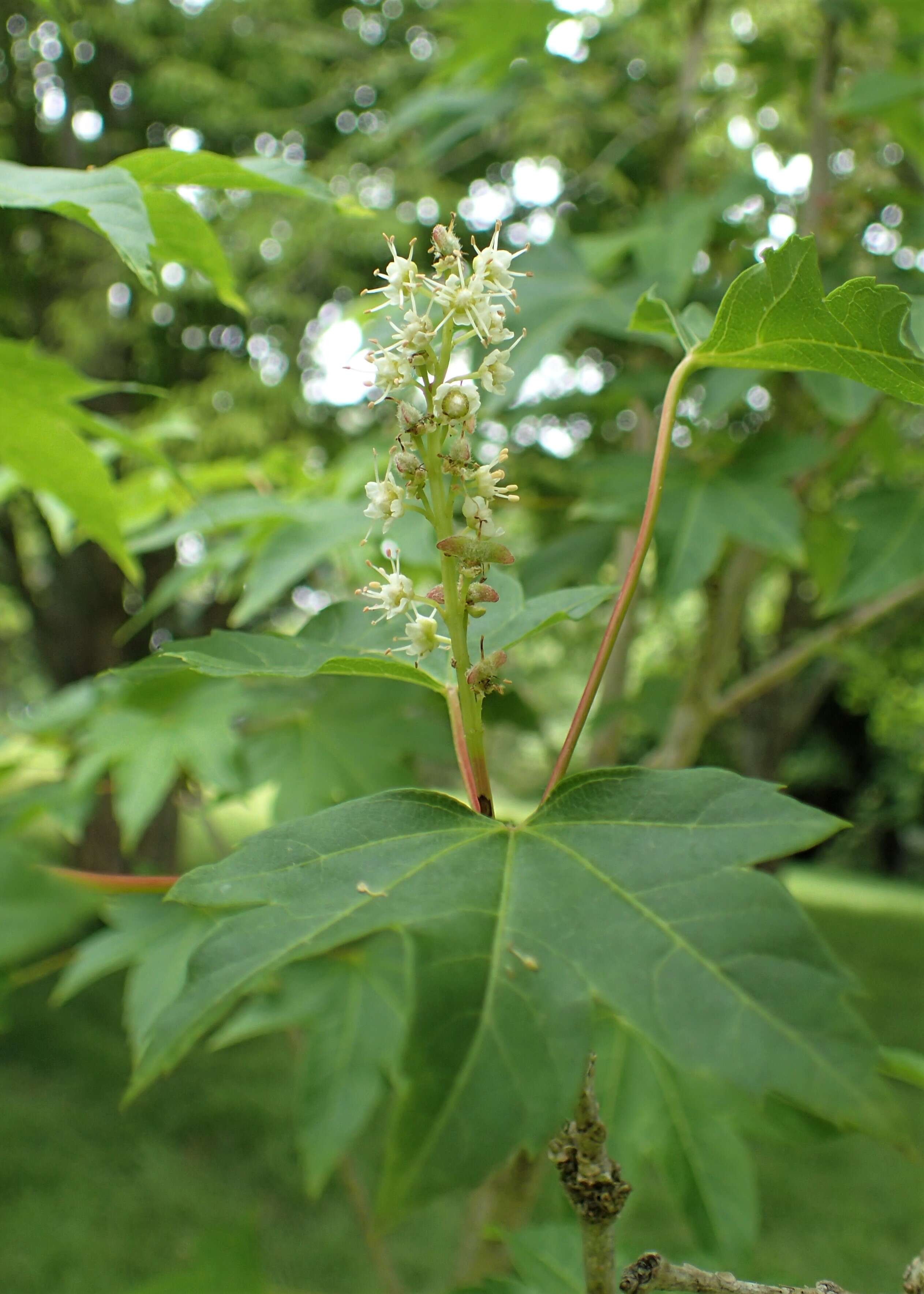 Plancia ëd Acer erianthum Schwerin