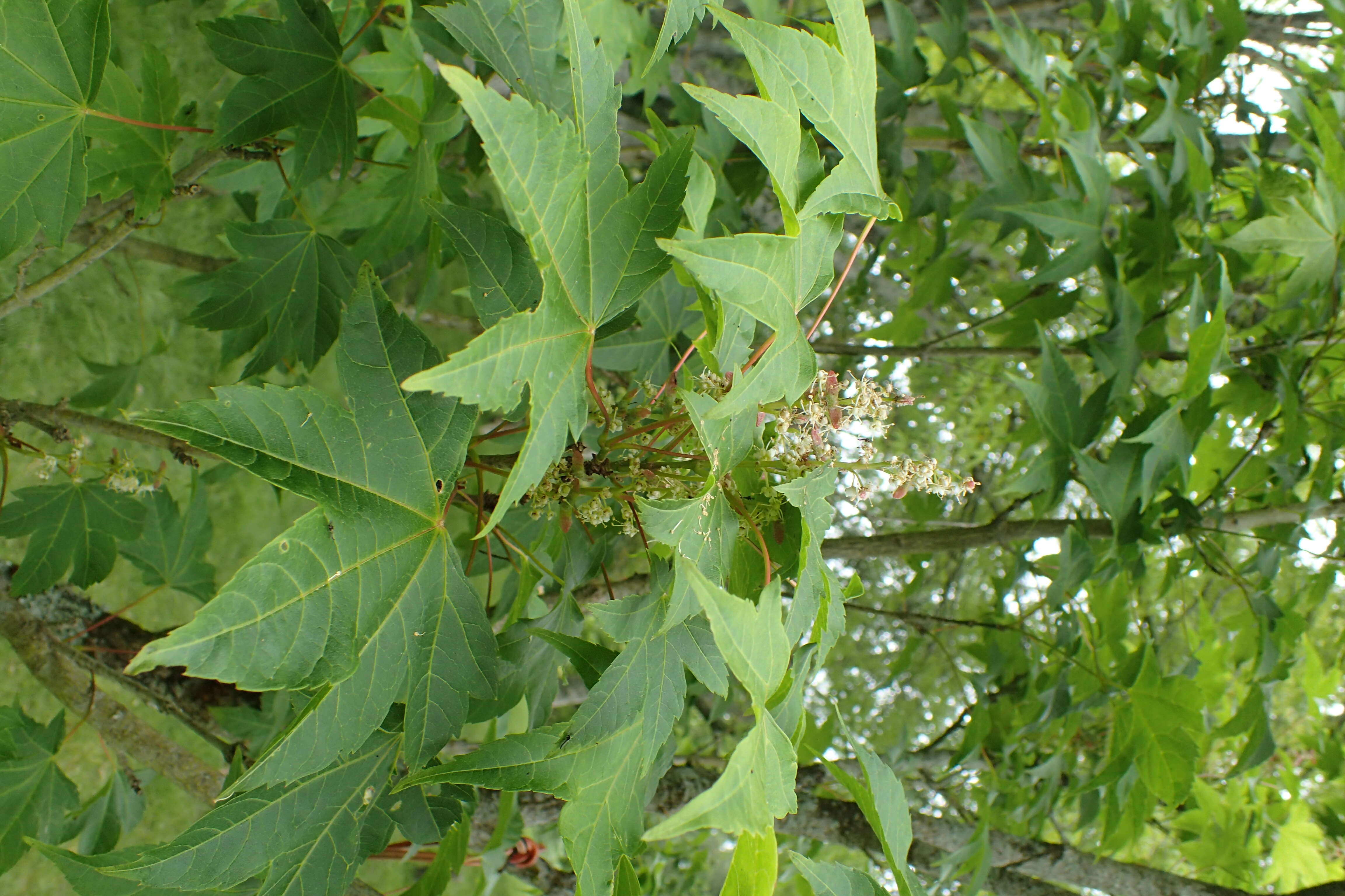 Plancia ëd Acer erianthum Schwerin