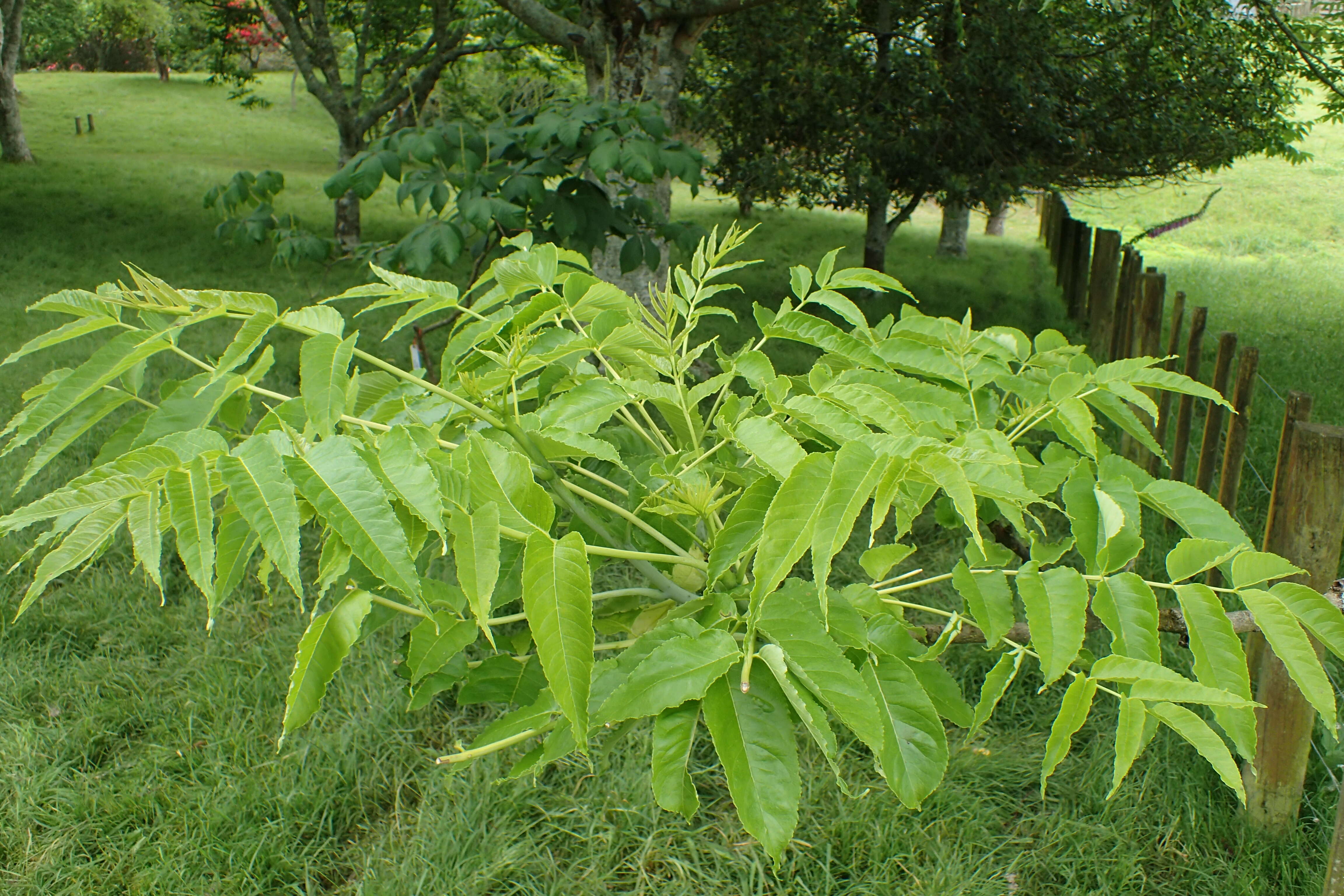 Слика од Zanthoxylum ailanthoides Siebold & Zucc.