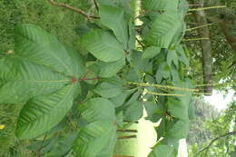 Imagem de Aesculus parviflora Walt.