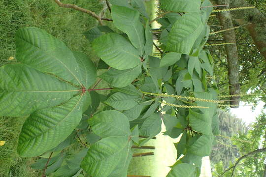 Image of bottlebrush buckeye