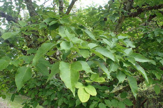Image of Chinese ash