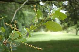 Слика од Quercus chrysolepis Liebm.