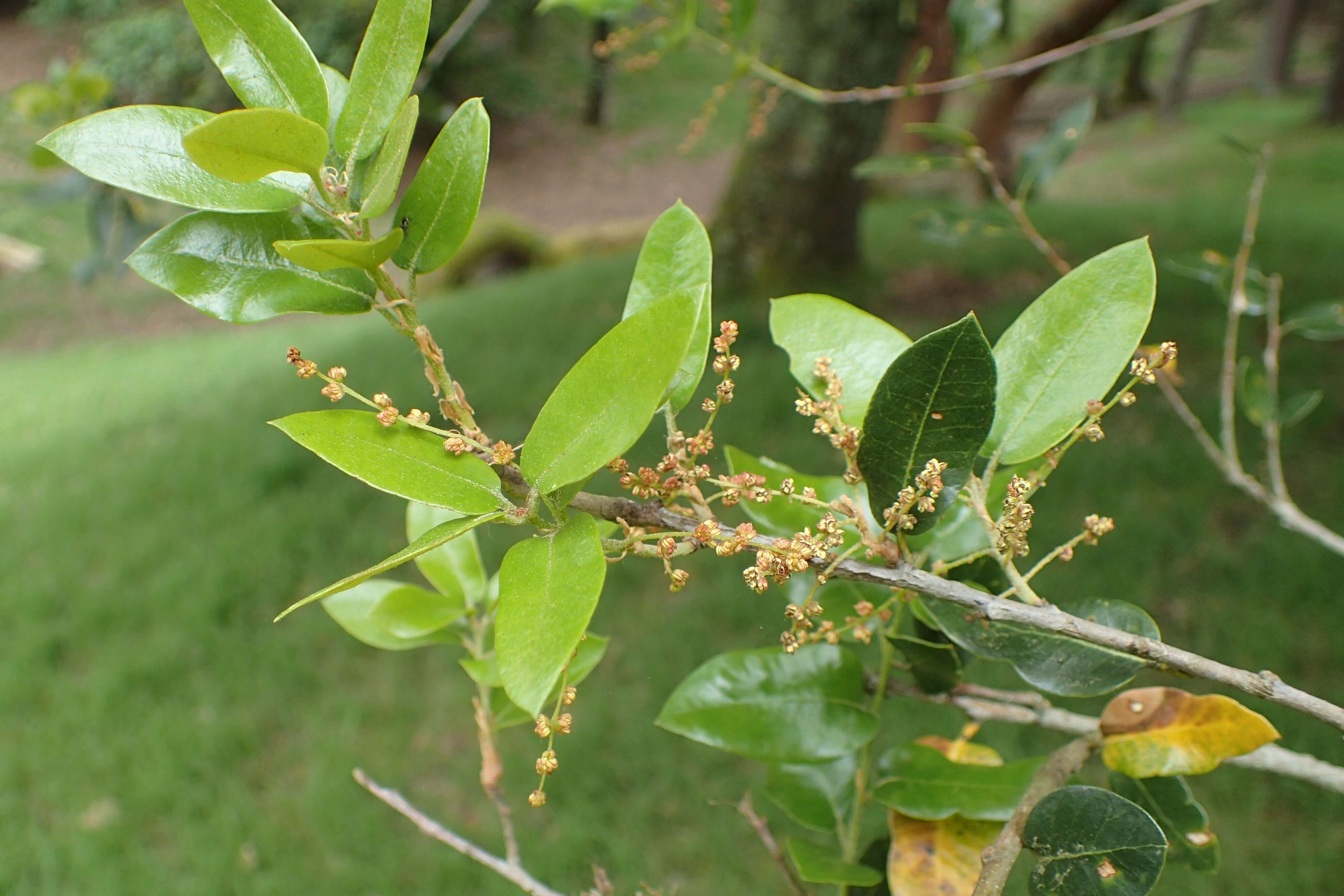 Слика од Quercus chrysolepis Liebm.