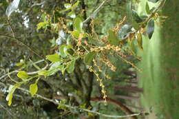 Слика од Quercus chrysolepis Liebm.