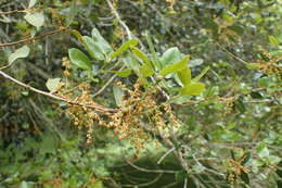 Слика од Quercus chrysolepis Liebm.