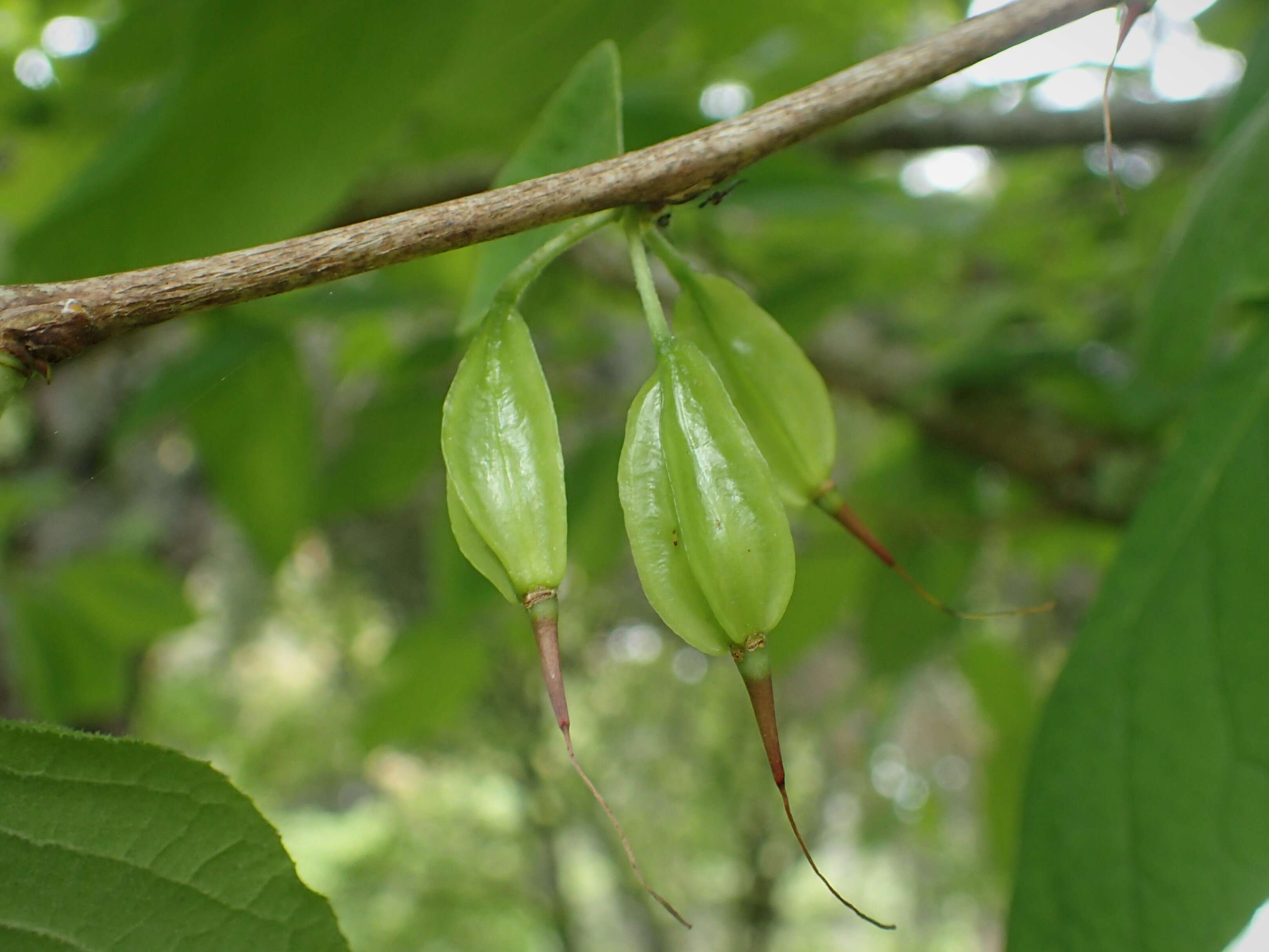 Image de Halesia tetraptera J. Ellis