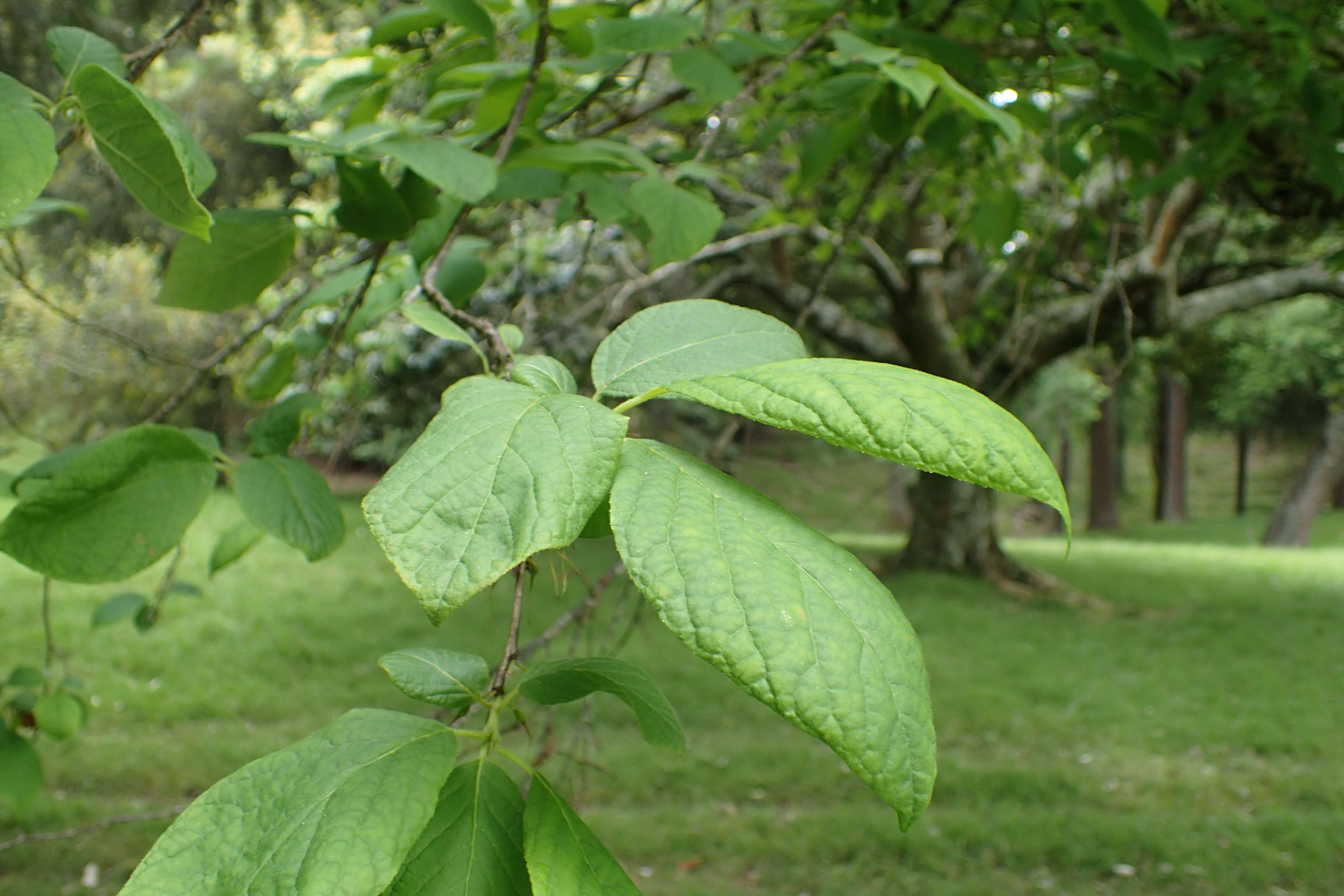 Image de Halesia tetraptera J. Ellis