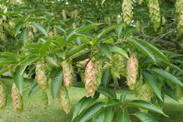 Image of Japanese Hornbeam