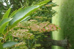 Image of Japanese Hornbeam