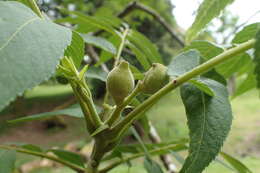 Sivun Juglans microcarpa Berl. kuva