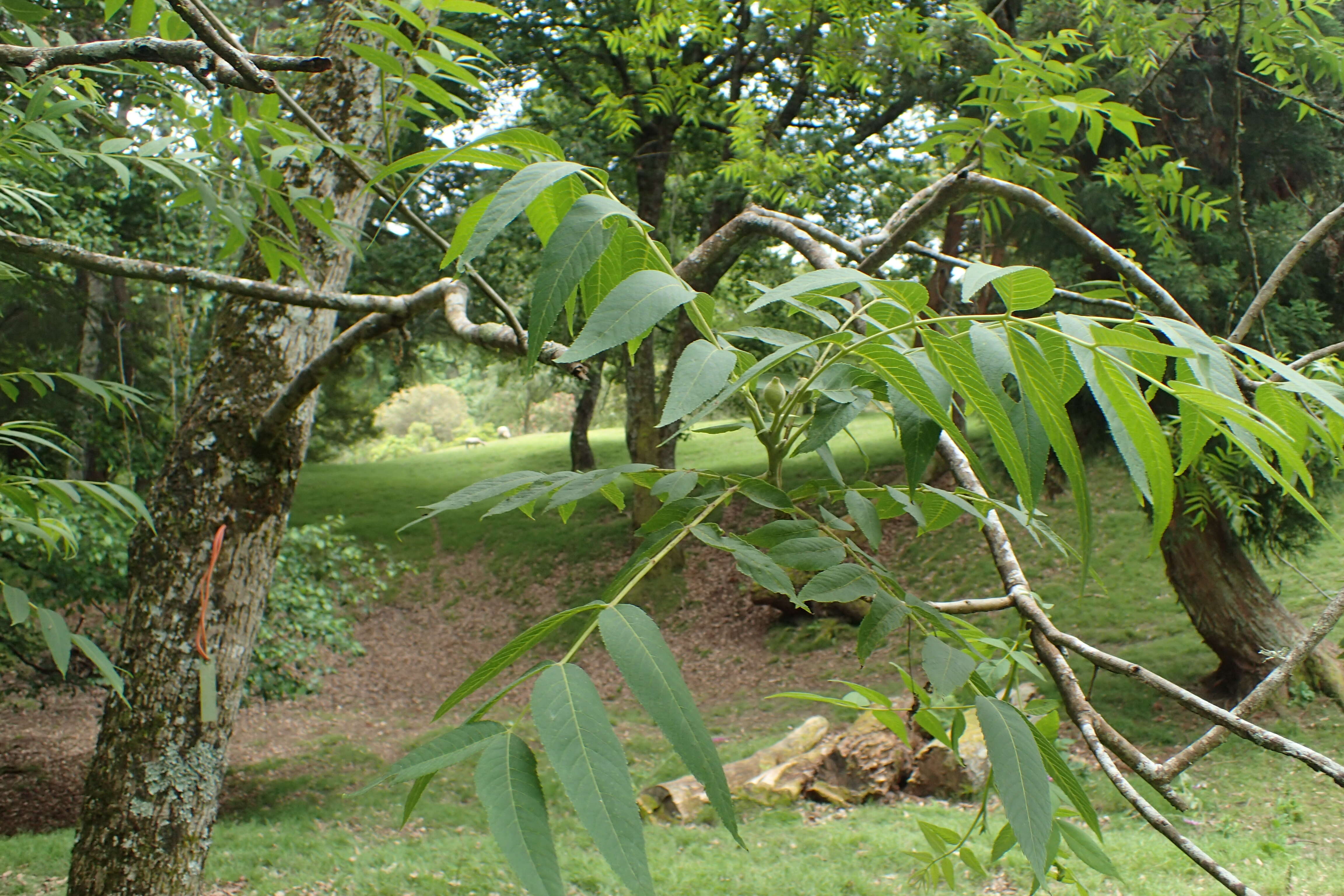 Sivun Juglans microcarpa Berl. kuva