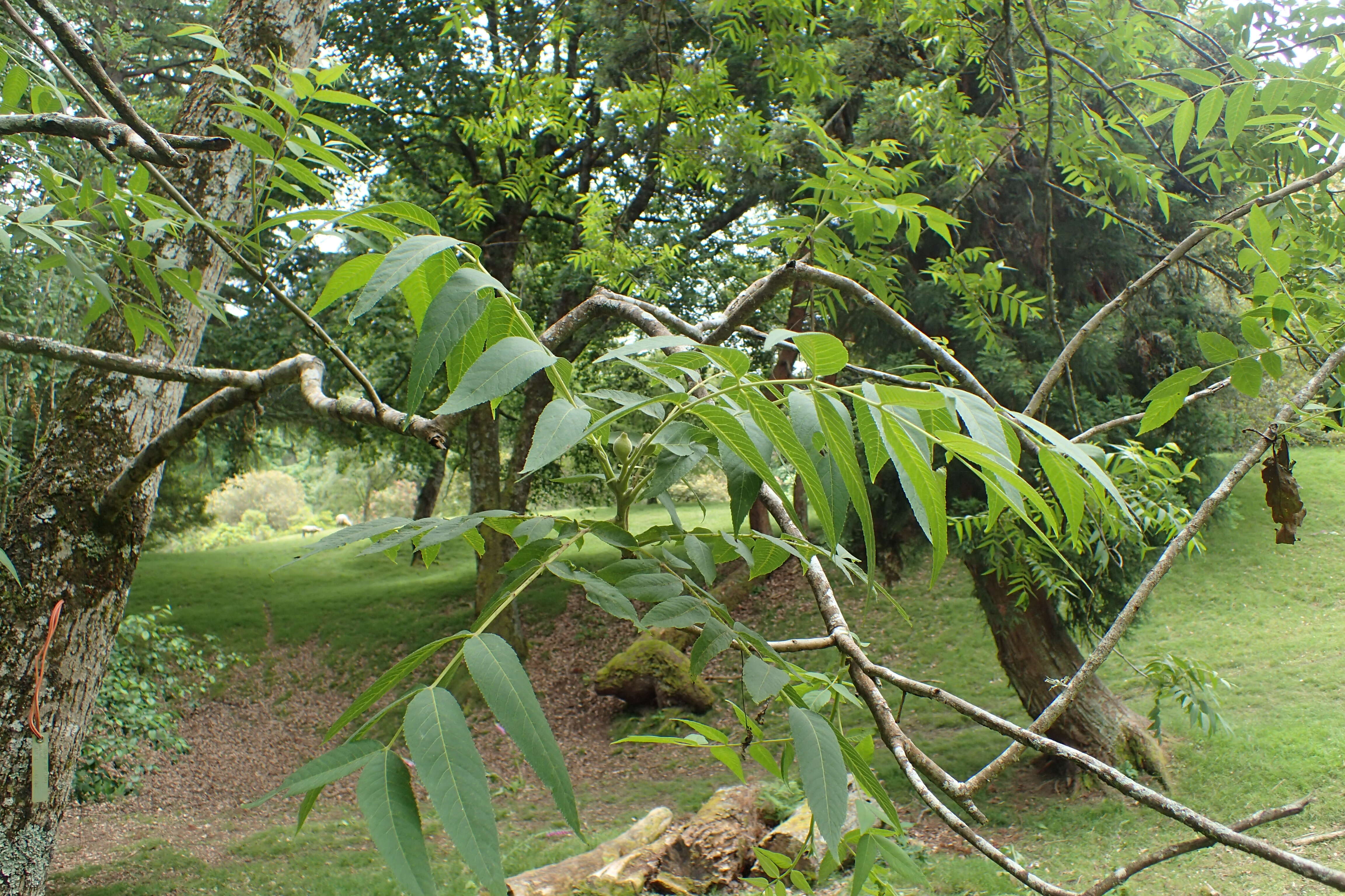 Sivun Juglans microcarpa Berl. kuva