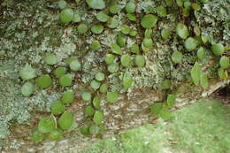 Image of leather-leaf fern