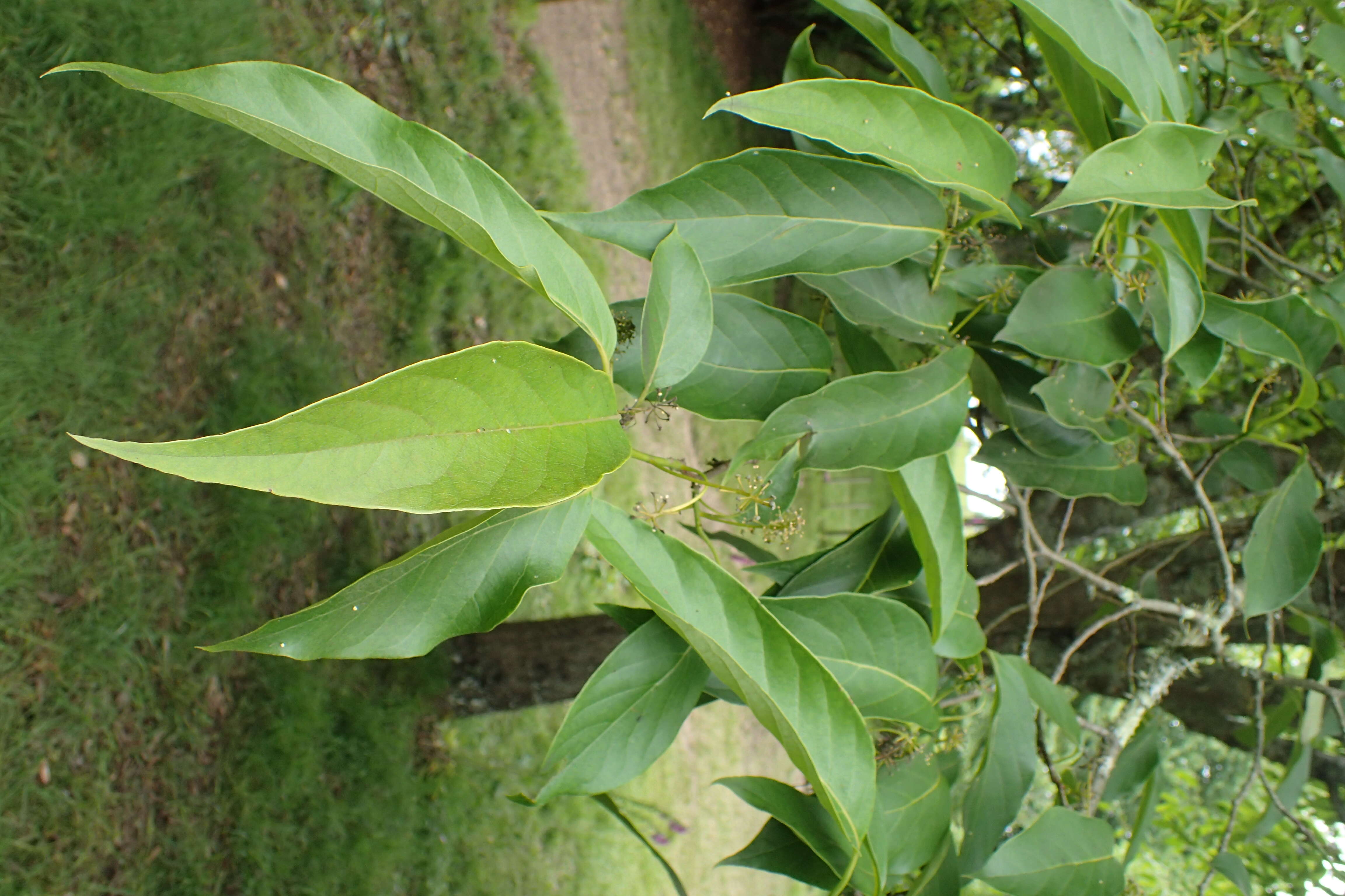 Image of Chinese tupelo