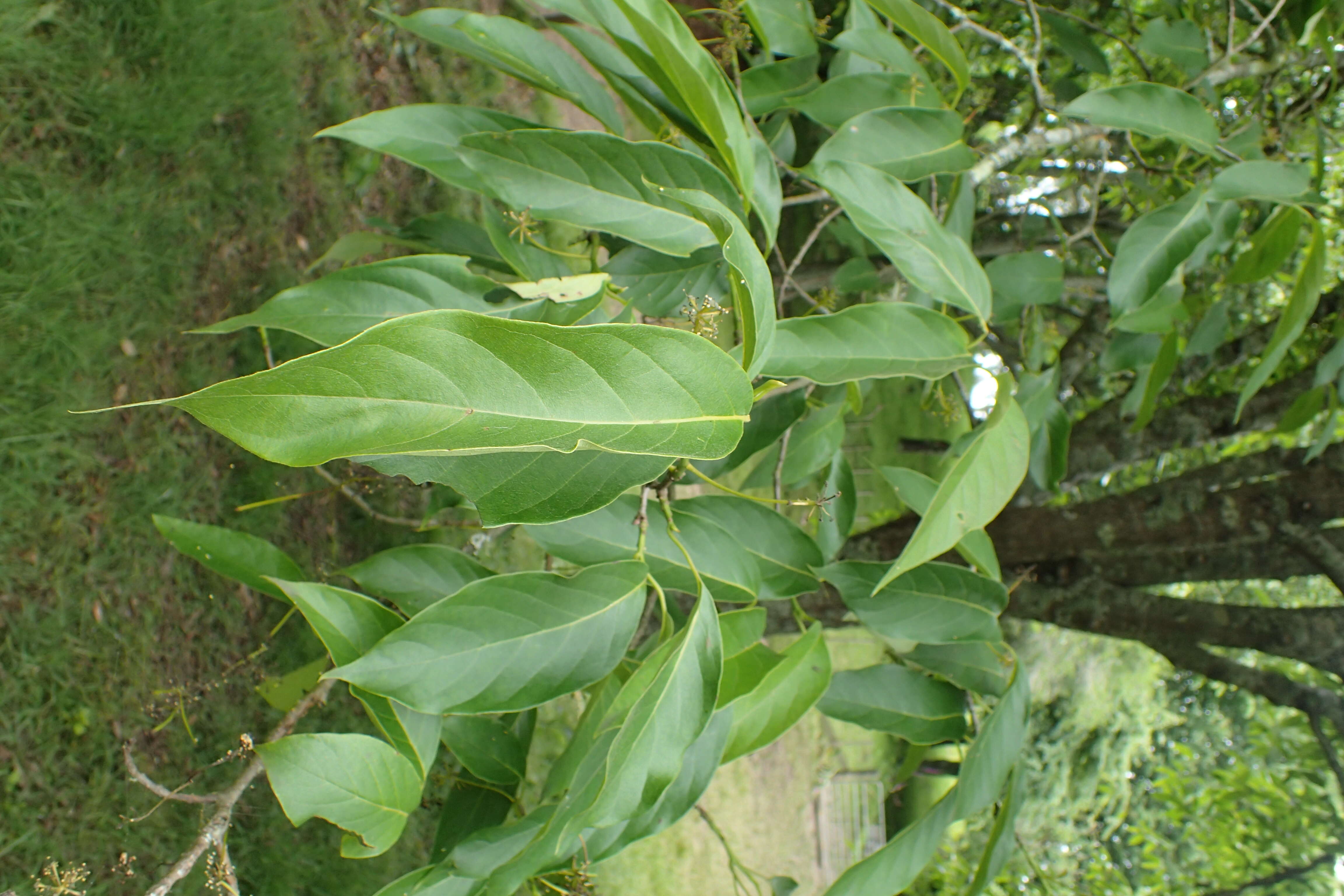 Image of Chinese tupelo