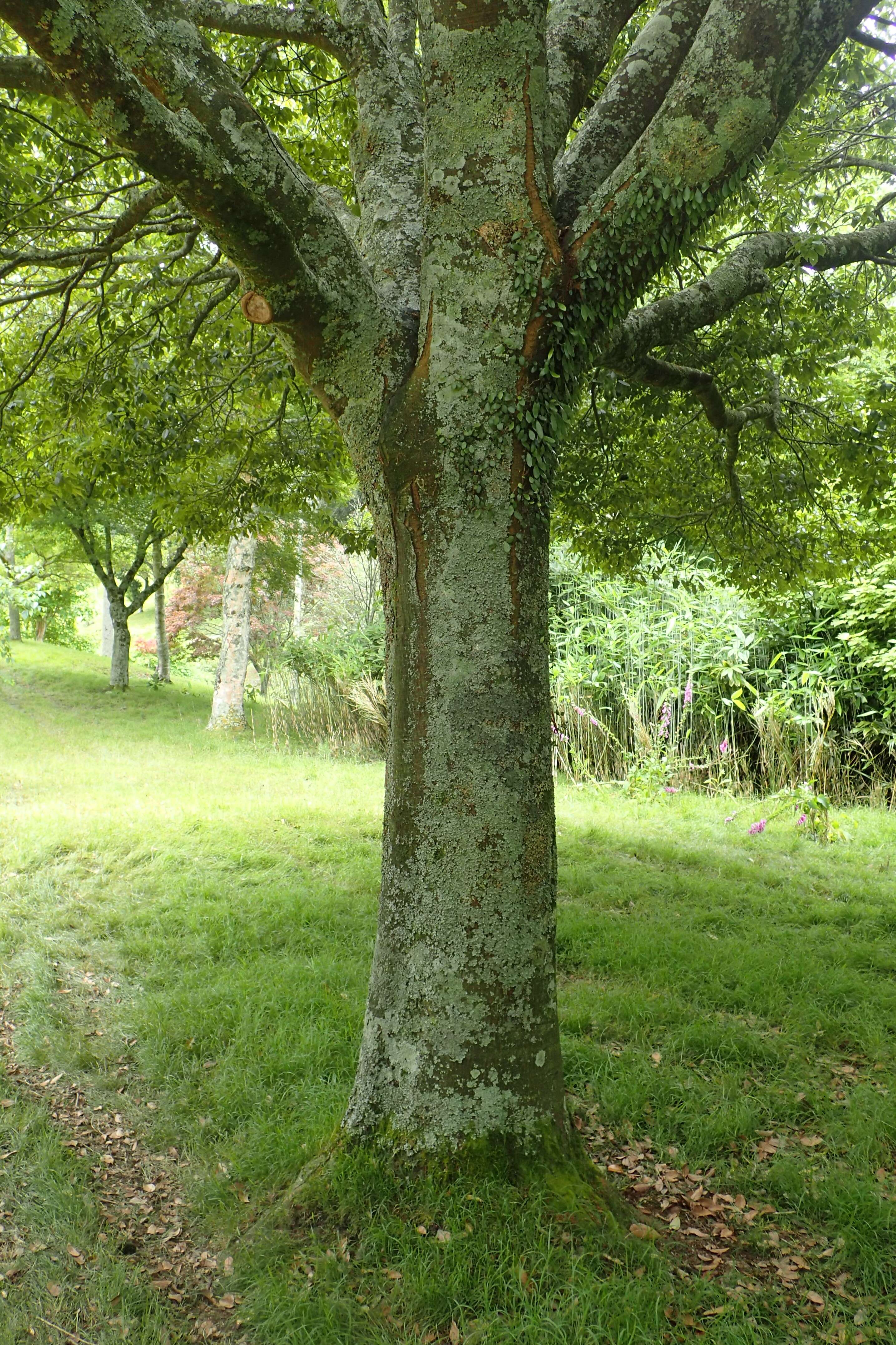 Image of ring-cup oak