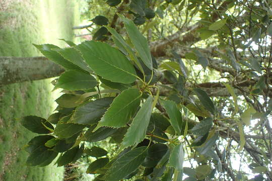 Imagem de Quercus glauca Thunb.