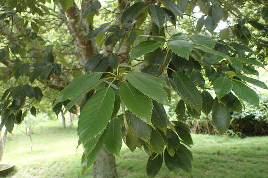 Image of ring-cup oak