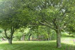 Image of ring-cup oak