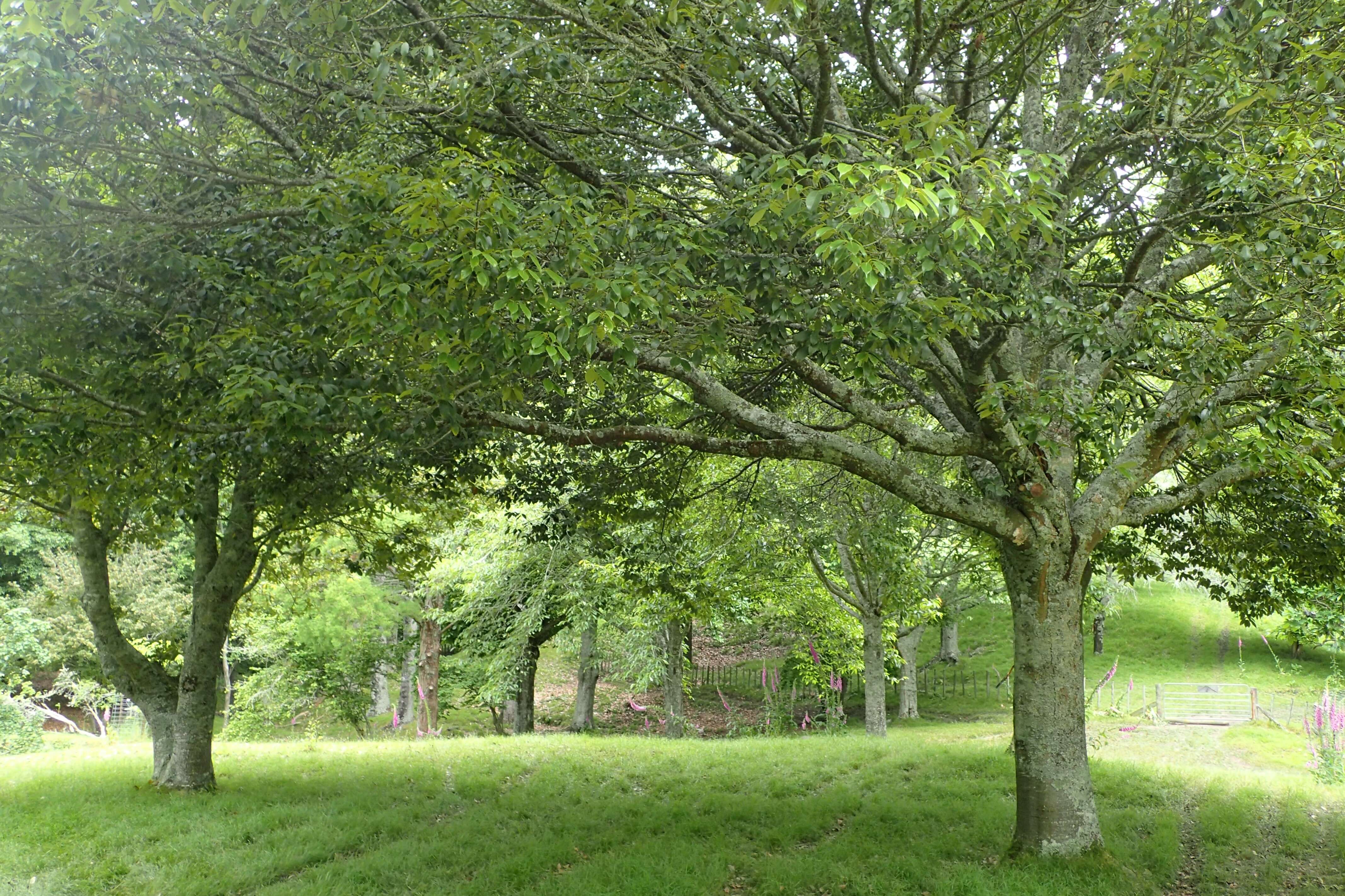 Image of ring-cup oak