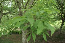 Image of pignut hickory