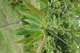 Слика од Magnolia biondii Pamp.