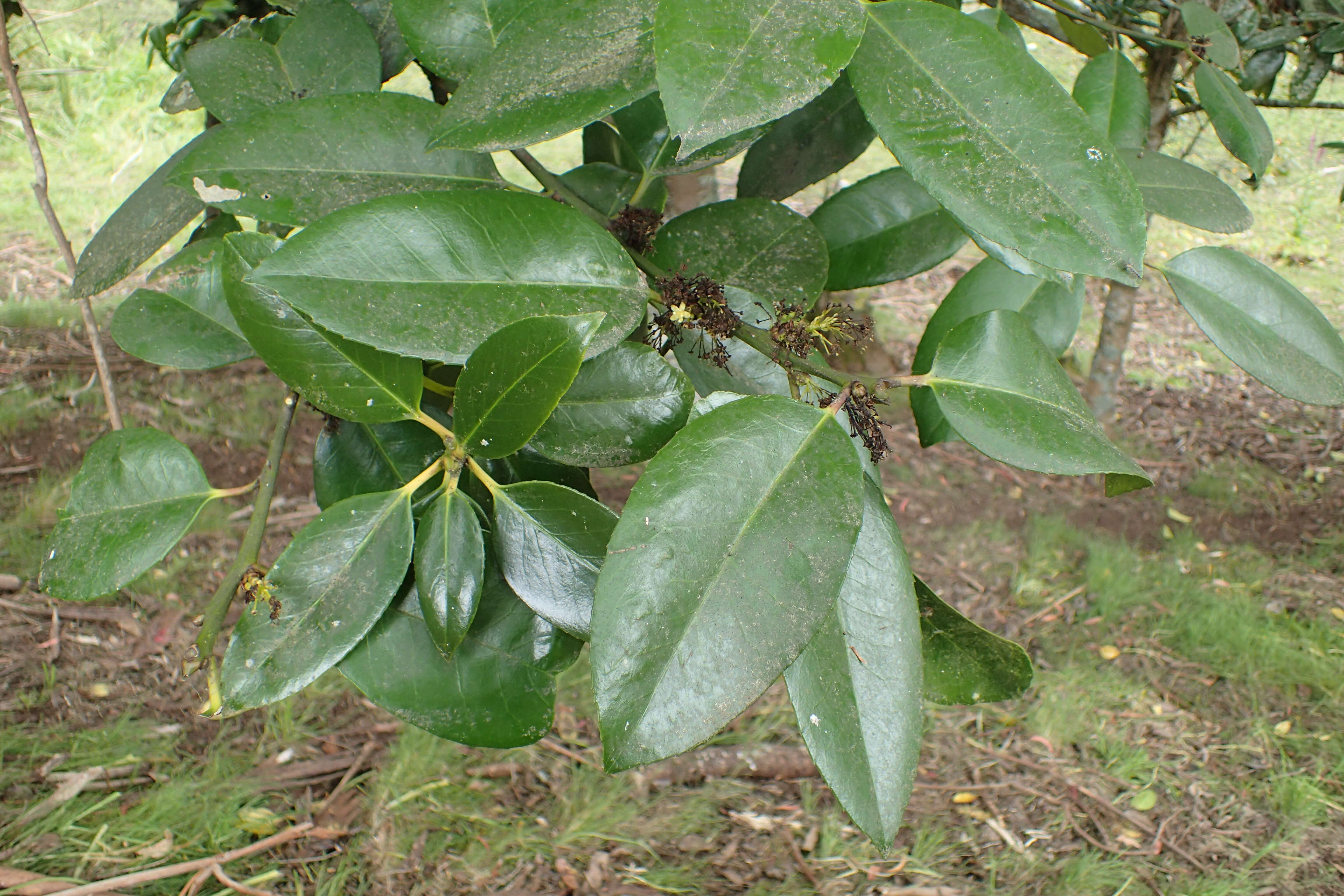 Image of Ilex latifolia C. P. Thunb. ex A. Murray