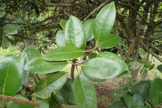 Image of Ilex latifolia C. P. Thunb. ex A. Murray