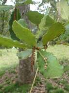 Image of netleaf oak