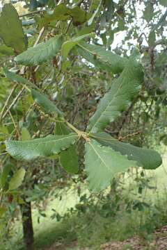 Image of netleaf oak