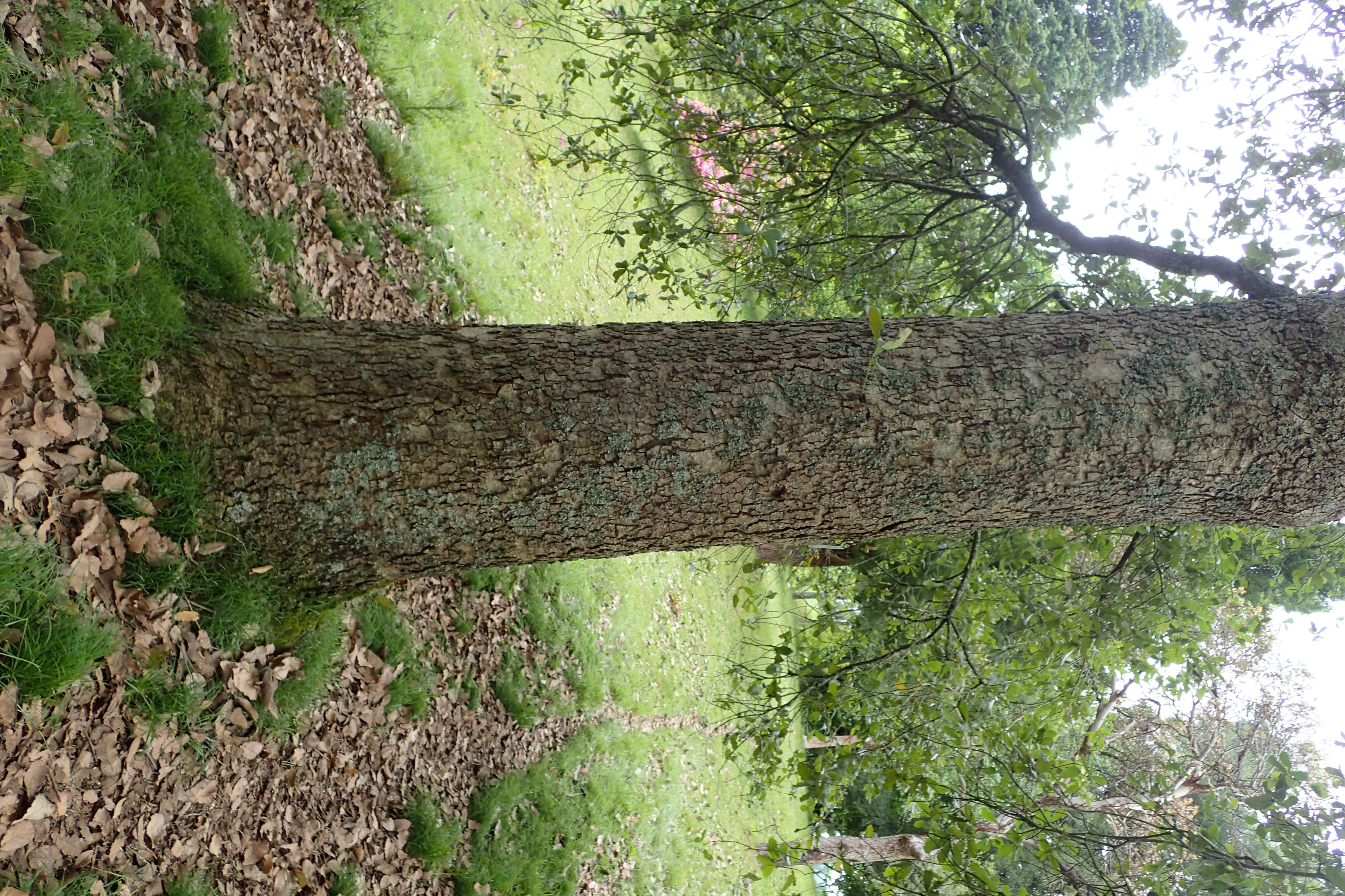 Image of netleaf oak