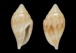 Image of Mitromorpha pinguis (Hervier 1900)