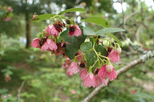 Imagem de Vallea stipularis Mutis ex L. fil.