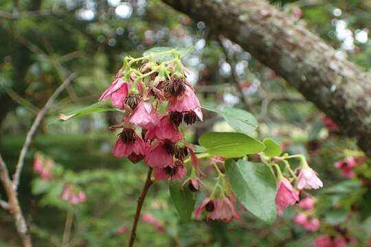 Image of Vallea stipularis Mutis ex L. fil.