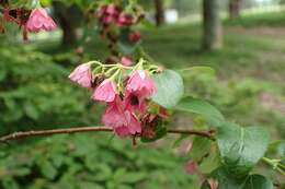 Image of Vallea stipularis Mutis ex L. fil.