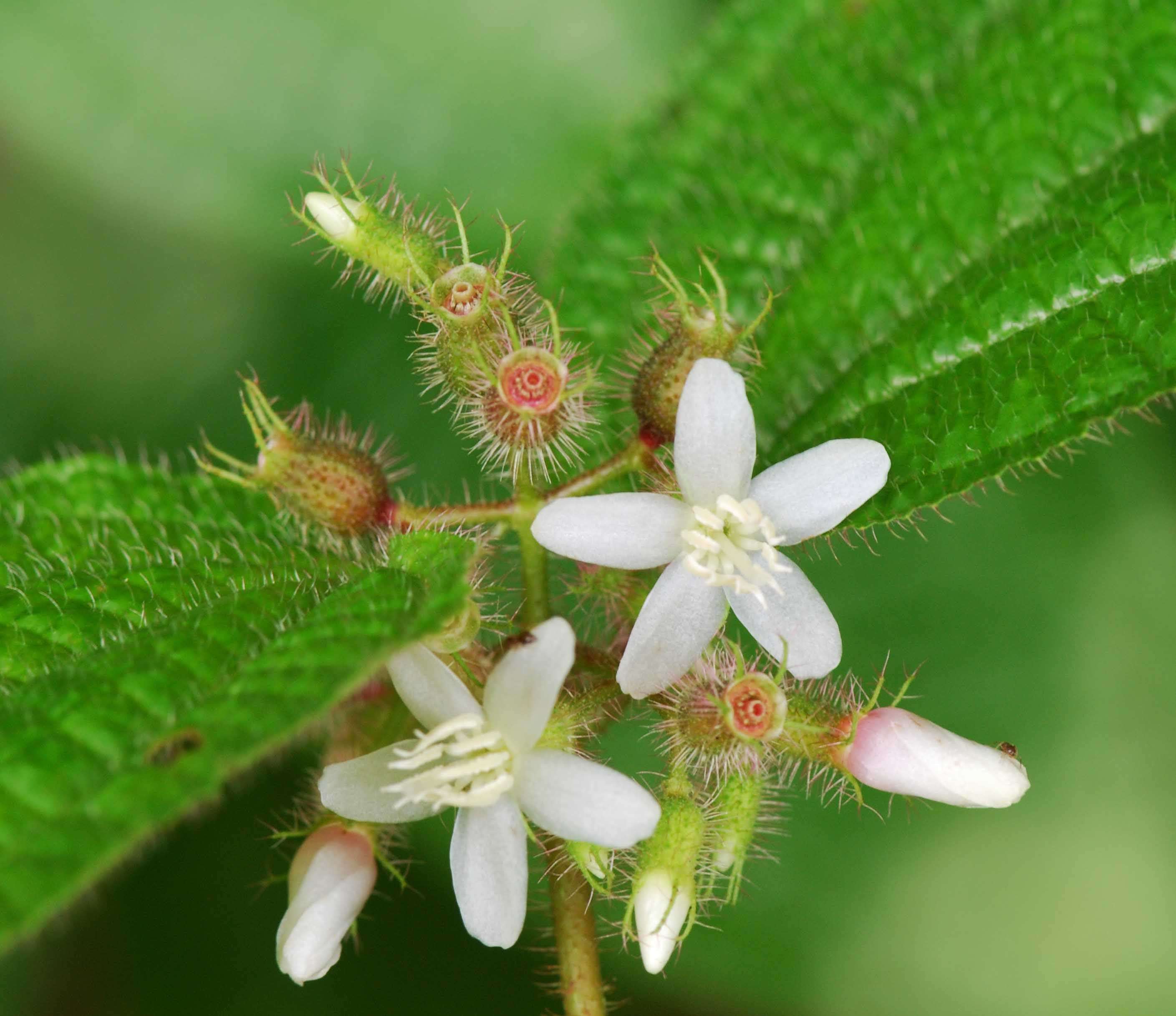 Image of soapbush